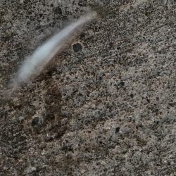 カマスとガッシー