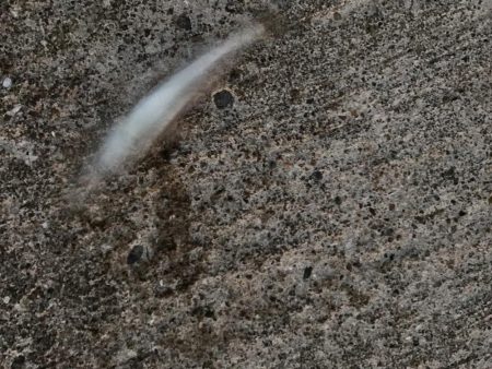 カマスとガッシー