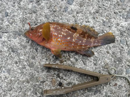 ロックフィッシュ