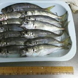 ゴロタアジング