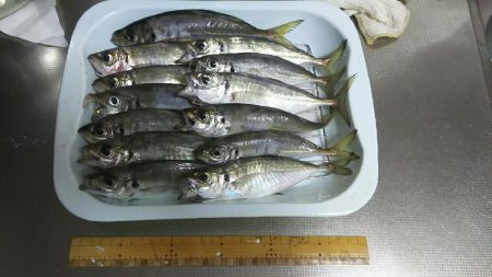 ゴロタアジング