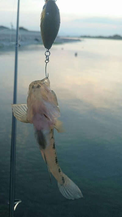 仕事帰りにハゼクラ