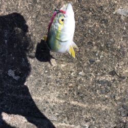 ライトショアジギング