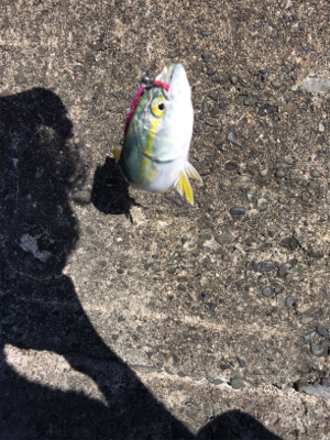 ライトショアジギング