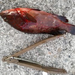 ロックフィッシュ