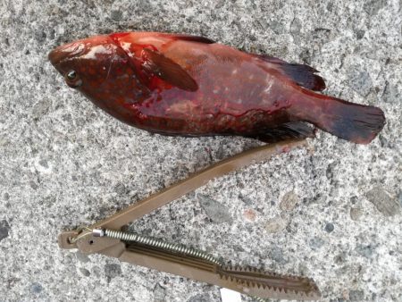 ロックフィッシュ