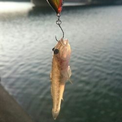 仕事帰りにハゼクラ