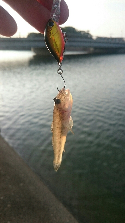 仕事帰りにハゼクラ