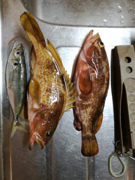 ロックフィッシュ