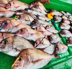 利弥丸(としやまる) 釣果