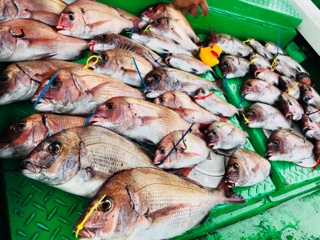 利弥丸(としやまる) 釣果