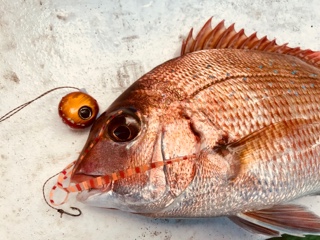 利弥丸（としやまる） 釣果