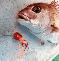 利弥丸(としやまる) 釣果