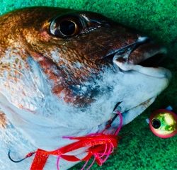 利弥丸(としやまる) 釣果