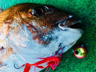 利弥丸(としやまる) 釣果