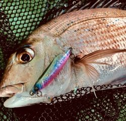 利弥丸(としやまる) 釣果
