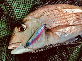 利弥丸(としやまる) 釣果