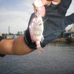 オリジナルメーカー海づり公園(市原市海づり施設) 釣果