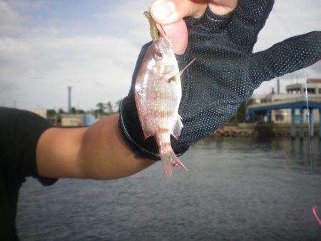 オリジナルメーカー海づり公園(市原市海づり施設) 釣果