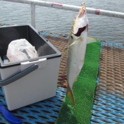 オリジナルメーカー海づり公園(市原市海づり施設) 釣果