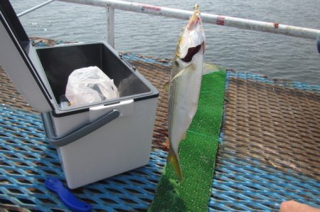オリジナルメーカー海づり公園(市原市海づり施設) 釣果