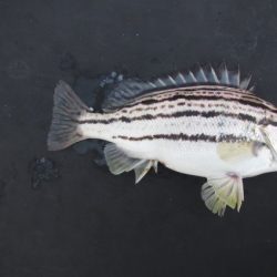 オリジナルメーカー海づり公園(市原市海づり施設) 釣果