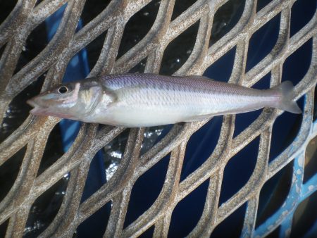 オリジナルメーカー海づり公園(市原市海づり施設) 釣果