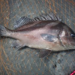 オリジナルメーカー海づり公園(市原市海づり施設) 釣果