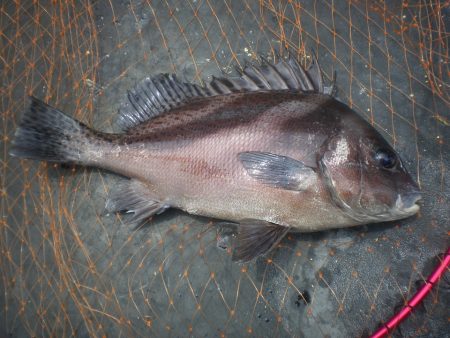 オリジナルメーカー海づり公園(市原市海づり施設) 釣果
