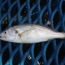 オリジナルメーカー海づり公園(市原市海づり施設) 釣果