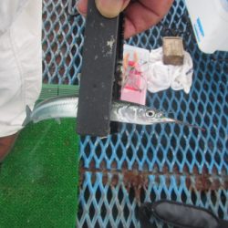 オリジナルメーカー海づり公園(市原市海づり施設) 釣果