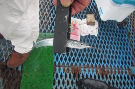 オリジナルメーカー海づり公園(市原市海づり施設) 釣果