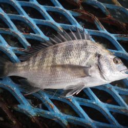 オリジナルメーカー海づり公園(市原市海づり施設) 釣果