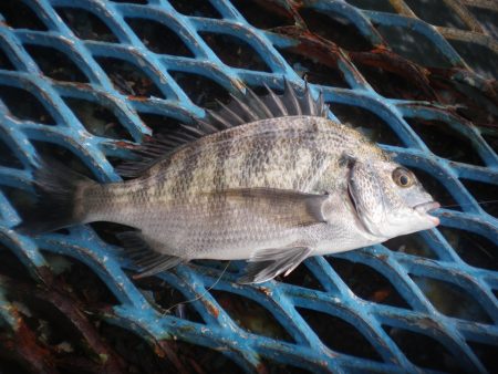 オリジナルメーカー海づり公園(市原市海づり施設) 釣果