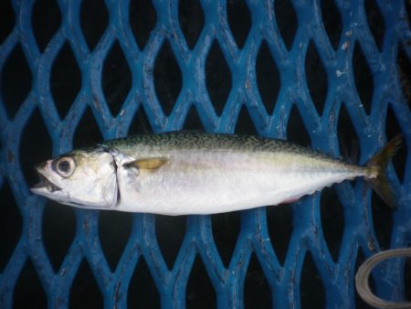 オリジナルメーカー海づり公園(市原市海づり…