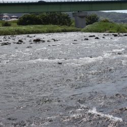 狩野川(狩野川漁業協同組合) 釣果