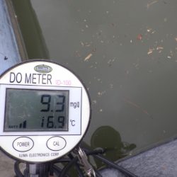 フィッシングレイクたかみや 釣果