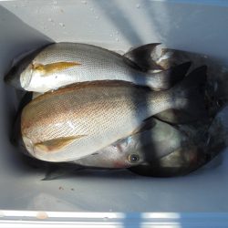 ＨＡＲＵＫＡ丸　はるかまる 釣果