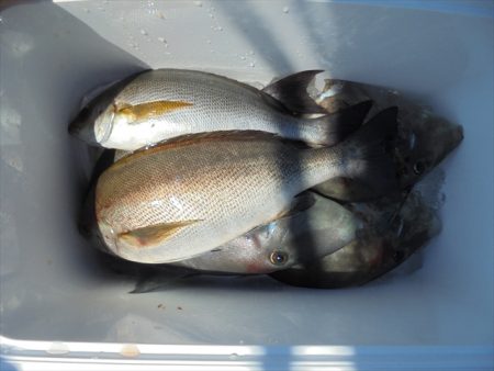 ＨＡＲＵＫＡ丸　はるかまる 釣果