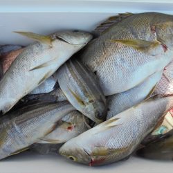 ＨＡＲＵＫＡ丸　はるかまる 釣果