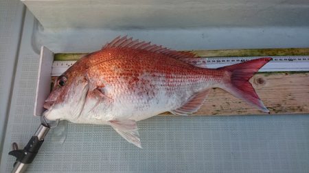 フィッシングボートACE（エース） 釣果