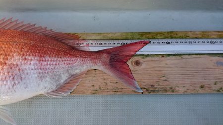 フィッシングボートACE（エース） 釣果