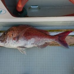 フィッシングボートACE（エース） 釣果