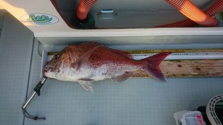 フィッシングボートACE（エース） 釣果