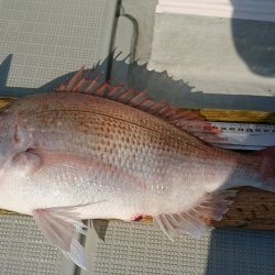 フィッシングボートACE（エース） 釣果