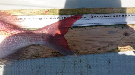 フィッシングボートACE（エース） 釣果