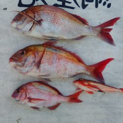 網屋丸 釣果