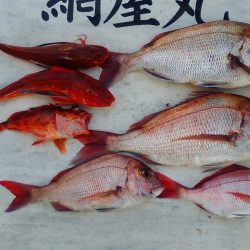 網屋丸 釣果
