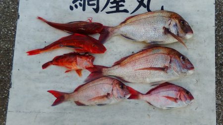 網屋丸 釣果