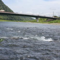 狩野川(狩野川漁業協同組合) 釣果